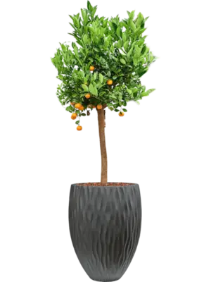 Soil outdoor with Bark