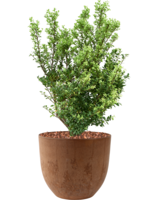 Soil outdoor with Bark