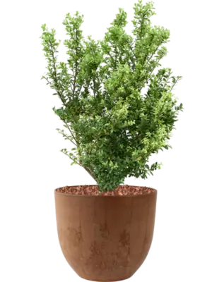 Soil outdoor with Bark