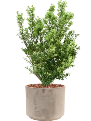 Soil outdoor with Bark