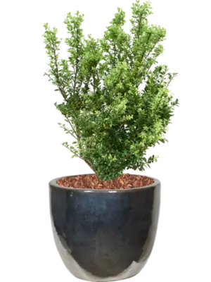 Soil outdoor with Bark