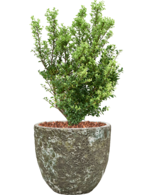 Soil outdoor with Bark