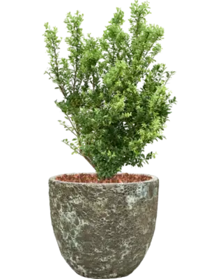 Soil outdoor with Bark