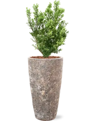 Soil outdoor with Bark