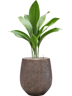 Soil (Vulkastrat)