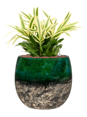 Hydroculture