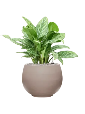 Soil (Vulkastrat)