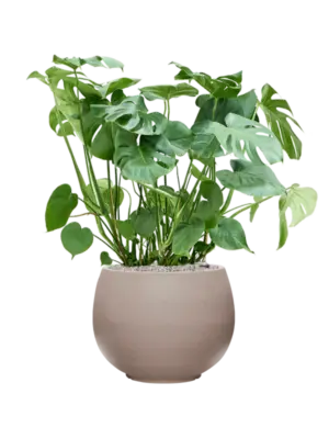 Soil (Vulkastrat)