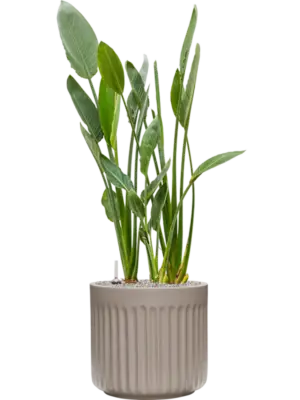 Soil (Vulkastrat)