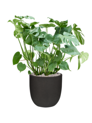 Soil (Vulkastrat)