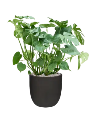 Soil (Vulkastrat)