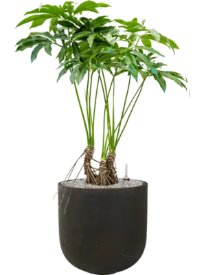 Soil (Vulkastrat)