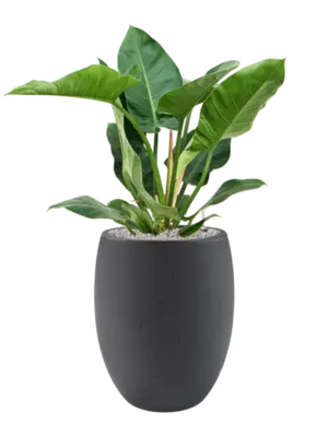Soil (Vulkastrat)