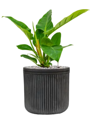 Soil (Vulkastrat)