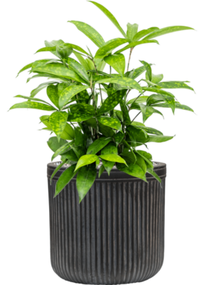Soil (Vulkastrat)