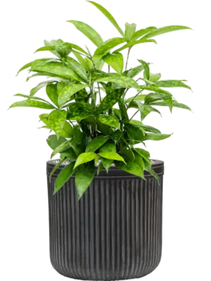 Soil (Vulkastrat)