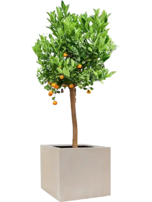 Soil outdoor
