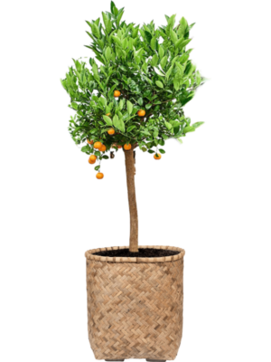 Soil outdoor