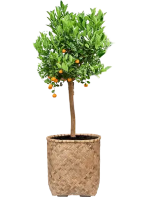 Soil outdoor