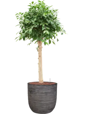 Hydroculture