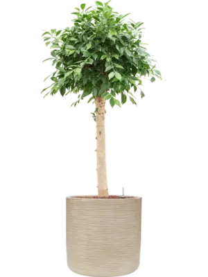 Hydroculture