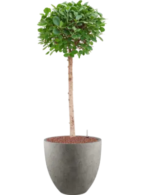 Hydroculture