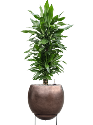 Soil (Vulkastrat)