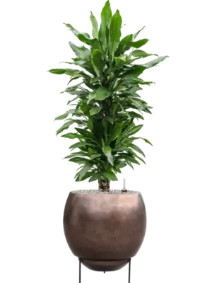Soil (Vulkastrat)