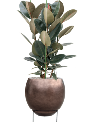 Soil (Vulkastrat)