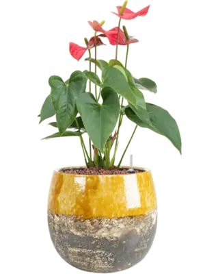 Hydroculture