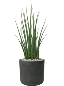 Sansevieria
