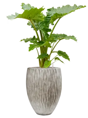 Soil (Vulkastrat)