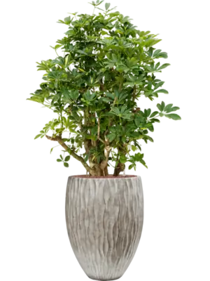 Hydroculture