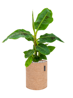 Soil (Vulkastrat)