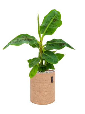 Soil (Vulkastrat)