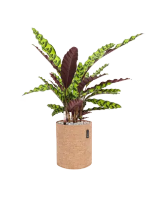 Soil (Vulkastrat)