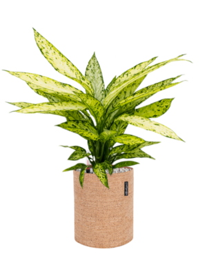 Soil (Vulkastrat)