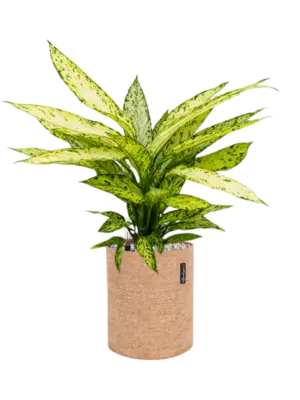 Soil (Vulkastrat)