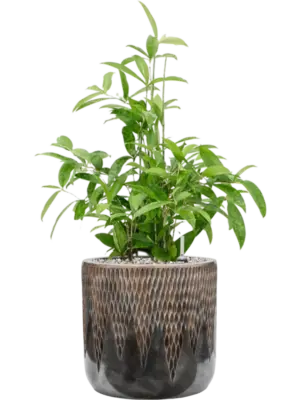 Soil (Vulkastrat)