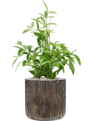Soil (Vulkastrat)