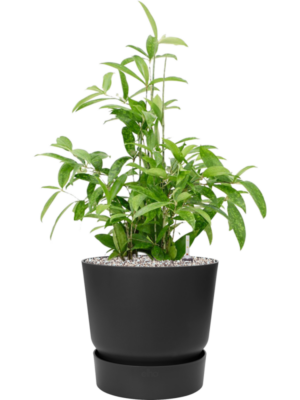 Soil (Vulkastrat)