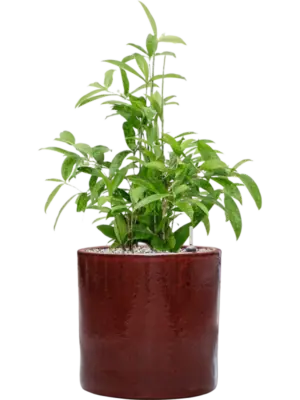 Soil (Vulkastrat)