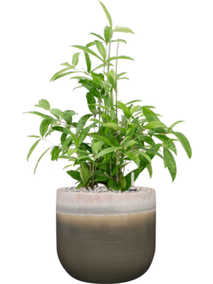 Soil (Vulkastrat)