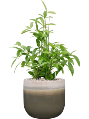 Soil (Vulkastrat)