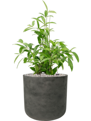 Soil (Vulkastrat)