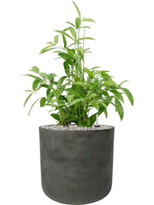 Soil (Vulkastrat)