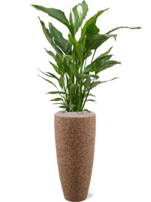 Soil (Vulkastrat)
