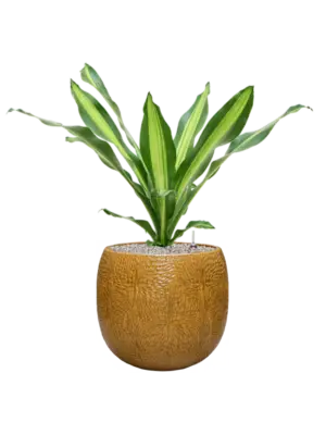 Soil (Vulkastrat)