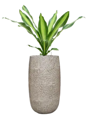 Soil (Vulkastrat)