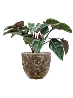 Soil (Vulkastrat)